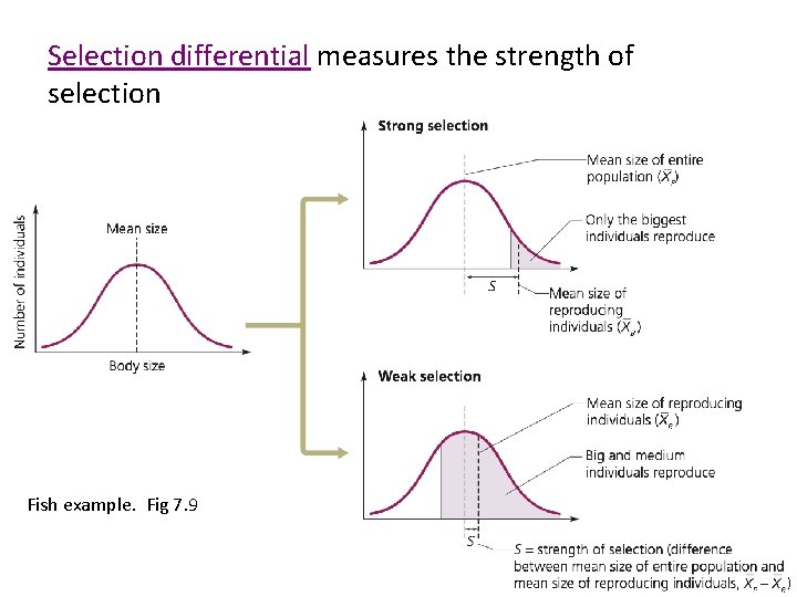 Selection differential measures the strength of selection Fish example. Fig 7. 9 