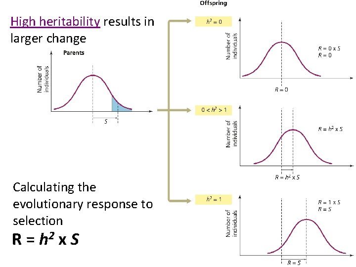 High heritability results in larger change Calculating the evolutionary response to selection R =