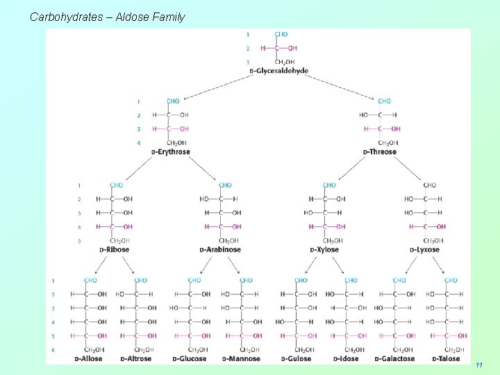 Carbohydrates – Aldose Family 11 