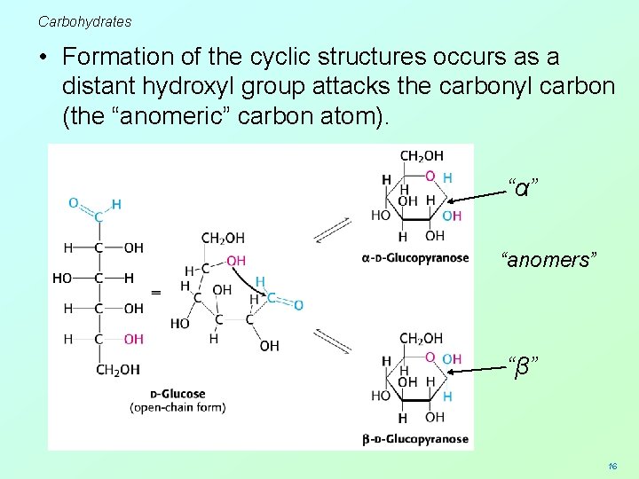 Carbohydrates • Formation of the cyclic structures occurs as a distant hydroxyl group attacks