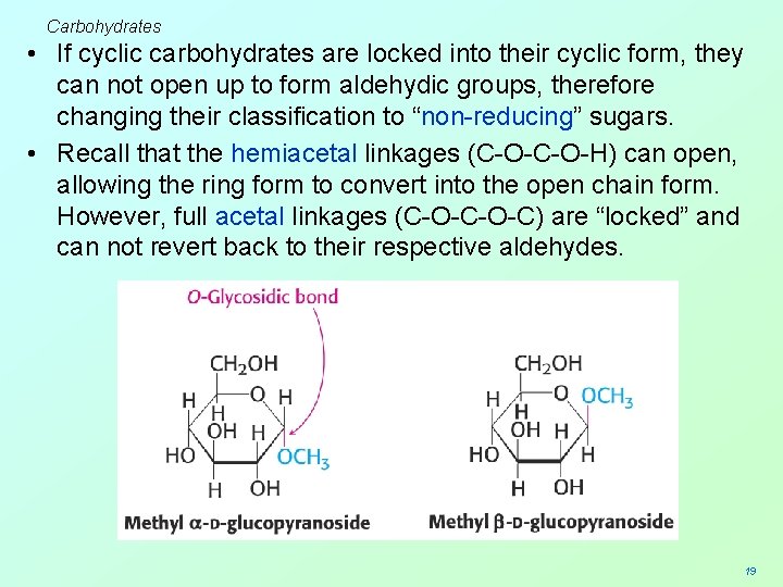 Carbohydrates • If cyclic carbohydrates are locked into their cyclic form, they can not