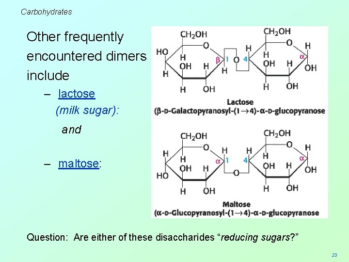 Carbohydrates Other frequently encountered dimers include – lactose (milk sugar): and – maltose: Question: