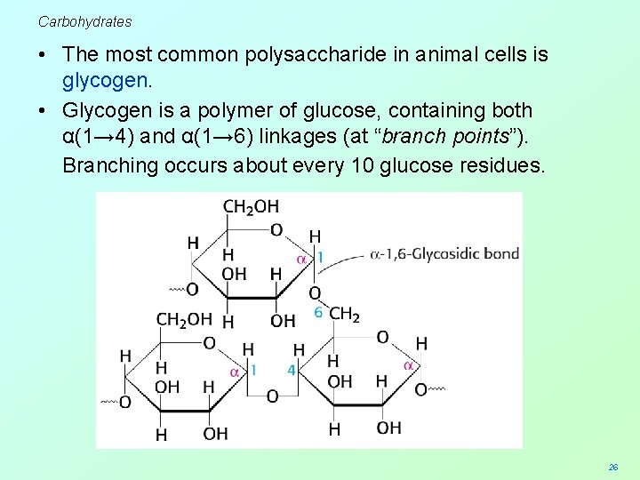 Carbohydrates • The most common polysaccharide in animal cells is glycogen. • Glycogen is