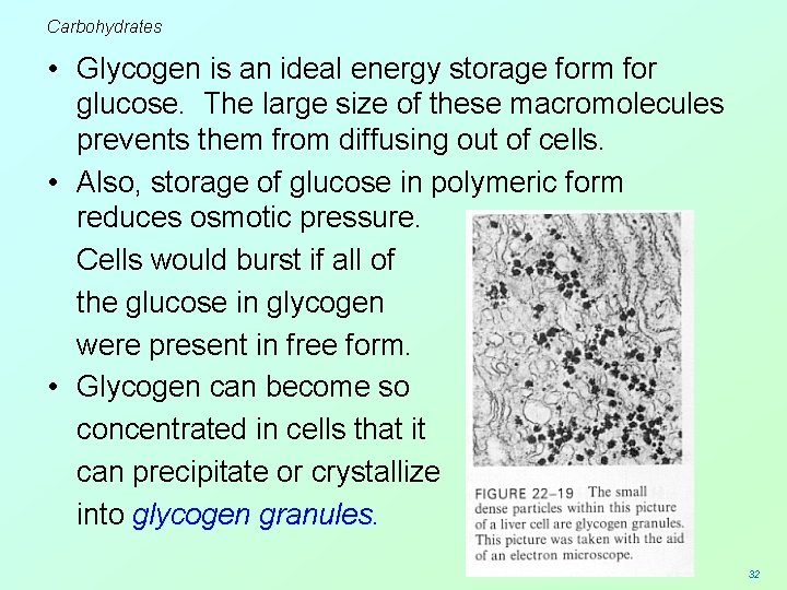 Carbohydrates • Glycogen is an ideal energy storage form for glucose. The large size