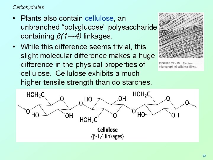 Carbohydrates • Plants also contain cellulose, an unbranched “polyglucose” polysaccharide containing β(1→ 4) linkages.
