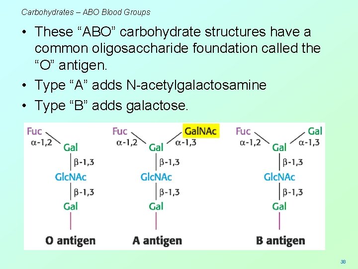 Carbohydrates – ABO Blood Groups • These “ABO” carbohydrate structures have a common oligosaccharide