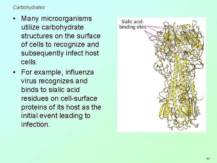 Carbohydrates • Many microorganisms utilize carbohydrate structures on the surface of cells to recognize