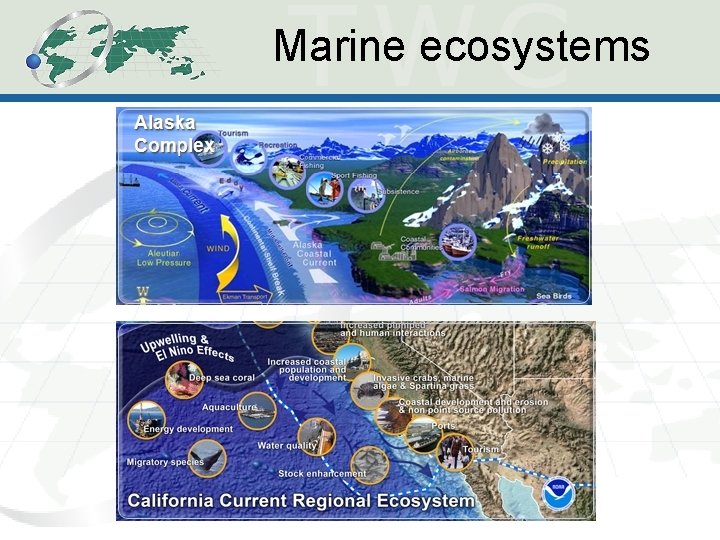 Marine ecosystems 