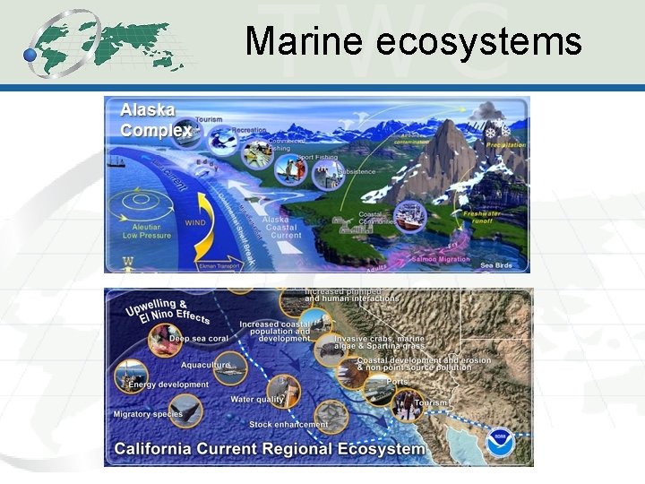 Marine ecosystems 