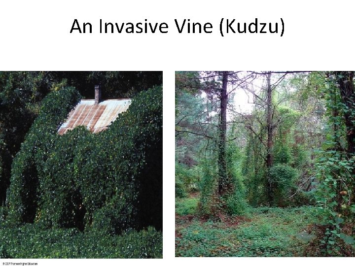 An Invasive Vine (Kudzu) 