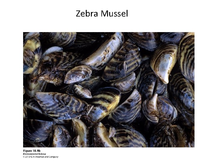 Zebra Mussel 