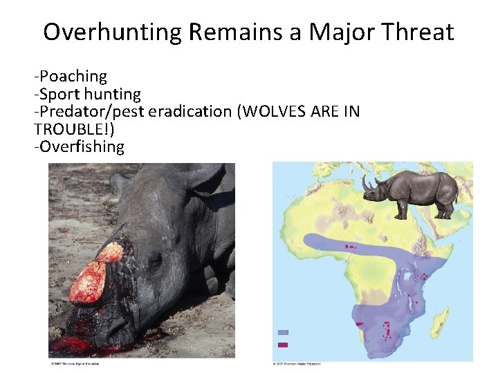 Overhunting Remains a Major Threat -Poaching -Sport hunting -Predator/pest eradication (WOLVES ARE IN TROUBLE!)