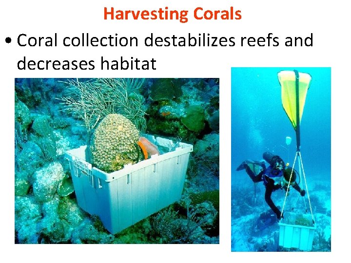 Harvesting Corals • Coral collection destabilizes reefs and decreases habitat 