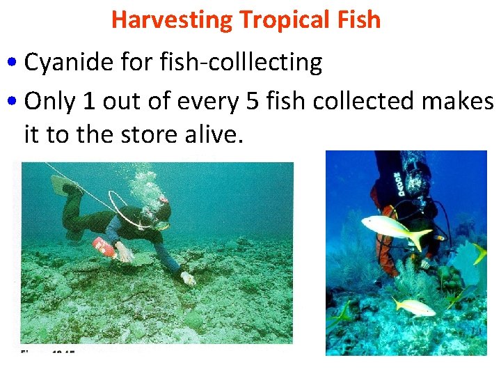 Harvesting Tropical Fish • Cyanide for fish-colllecting • Only 1 out of every 5