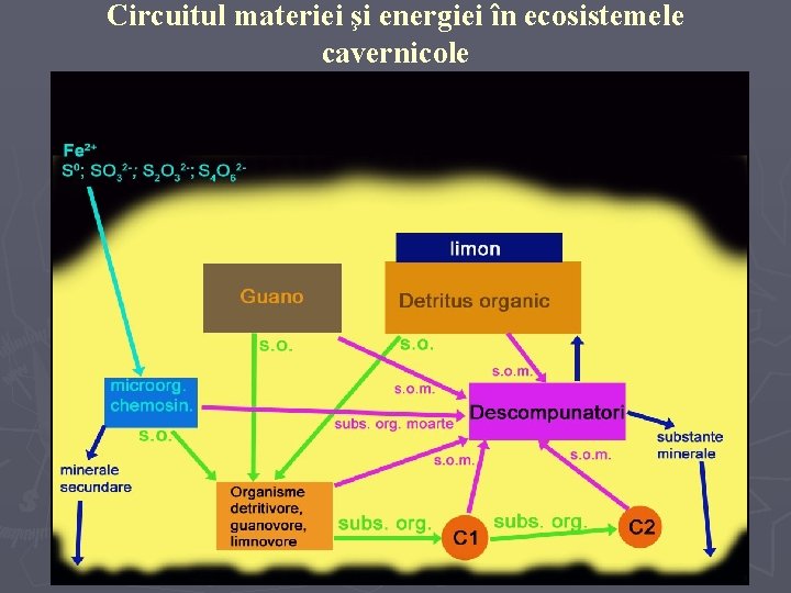 Circuitul materiei şi energiei în ecosistemele cavernicole Circuitul materiei şi energiei în ecosistemele cavernicole