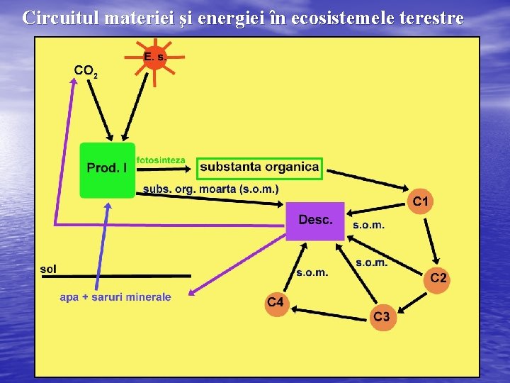 Circuitul materiei şi energiei în ecosistemele terestre 