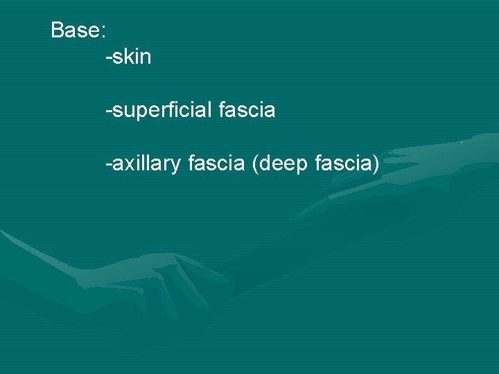 Base: -skin -superficial fascia -axillary fascia (deep fascia) 
