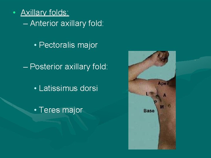  • Axillary folds: – Anterior axillary fold: • Pectoralis major – Posterior axillary