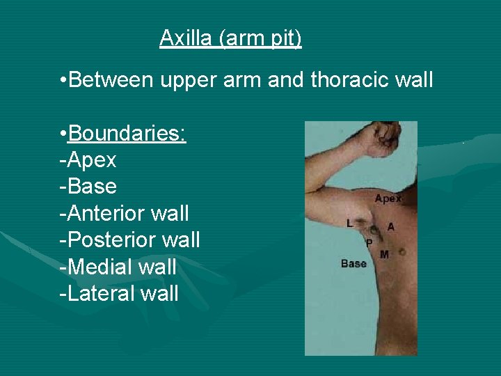 Axilla (arm pit) • Between upper arm and thoracic wall • Boundaries: -Apex -Base