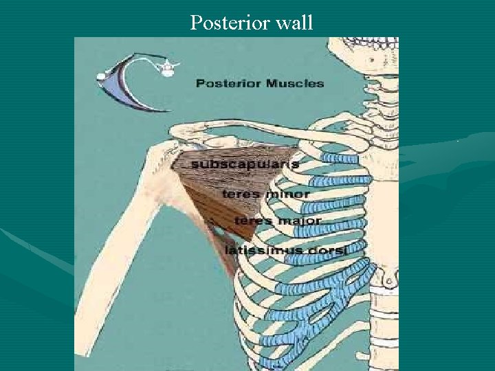 Posterior wall 