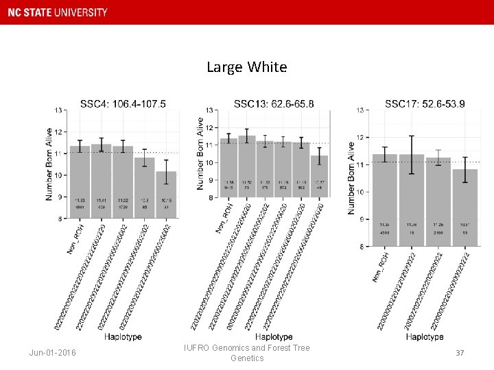 Large White Jun-01 -2016 IUFRO Genomics and Forest Tree Genetics 37 
