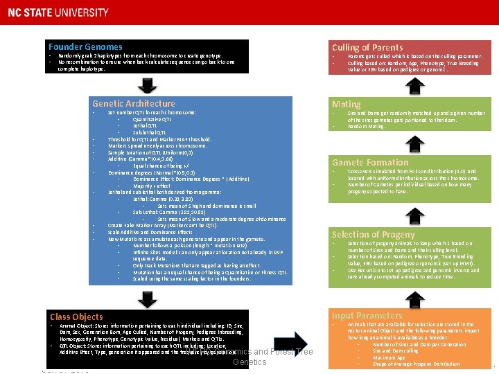 Founder Genomes • • Randomly grab 2 haplotypes from each chromosome to create genotype.