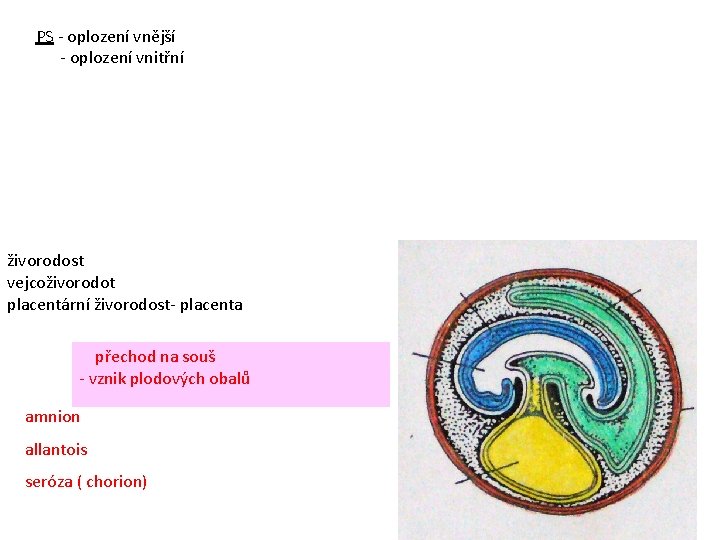 PS - oplození vnější - oplození vnitřní živorodost vejcoživorodot placentární živorodost- placenta přechod na