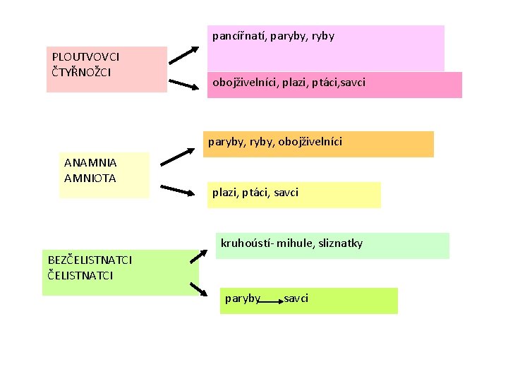 pancířnatí, paryby, ryby PLOUTVOVCI ČTYŘNOŽCI obojživelníci, plazi, ptáci, savci paryby, obojživelníci ANAMNIA AMNIOTA plazi,