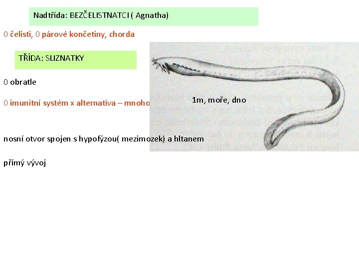 Nadtřída: BEZČELISTNATCI ( Agnatha) 0 čelisti, 0 párové končetiny, chorda TŘÍDA: SLIZNATKY 0 obratle