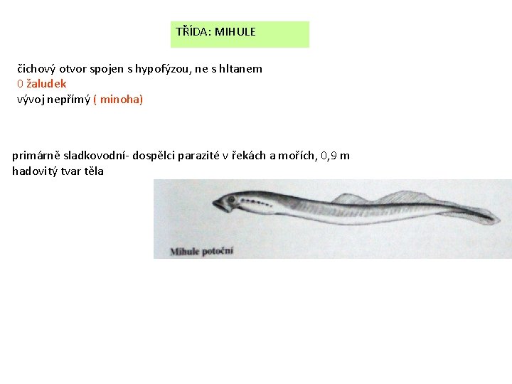 TŘÍDA: MIHULE čichový otvor spojen s hypofýzou, ne s hltanem 0 žaludek vývoj nepřímý