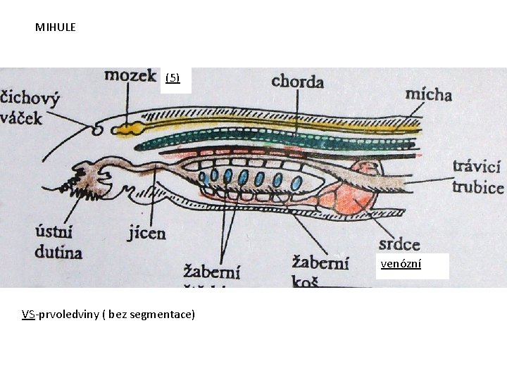 MIHULE (5) venózní VS-prvoledviny ( bez segmentace) 