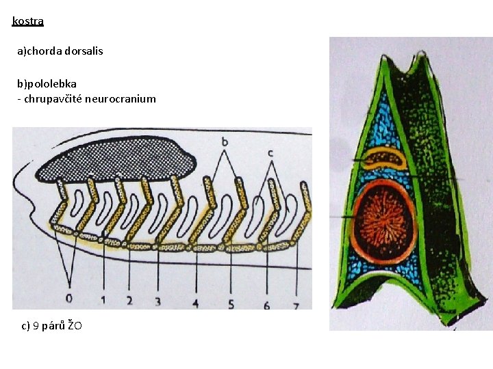 kostra a)chorda dorsalis b)pololebka - chrupavčité neurocranium c) 9 párů ŽO 