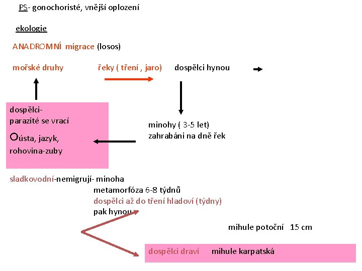 PS- gonochoristé, vnější oplození ekologie ANADROMNÍ migrace (losos) mořské druhy dospělciparazité se vrací ○ústa,