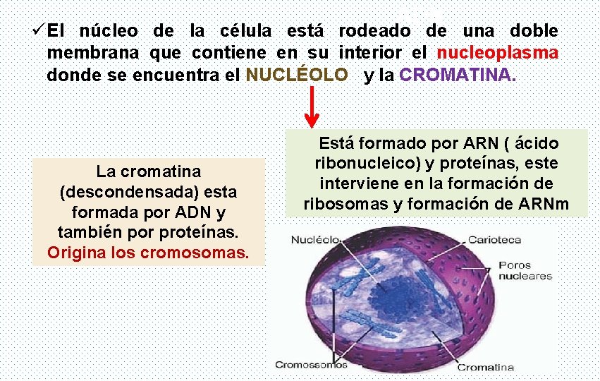 ADN ü El núcleo de la célula está rodeado de una doble membrana que ADN ü El núcleo de la célula está rodeado de una doble membrana que