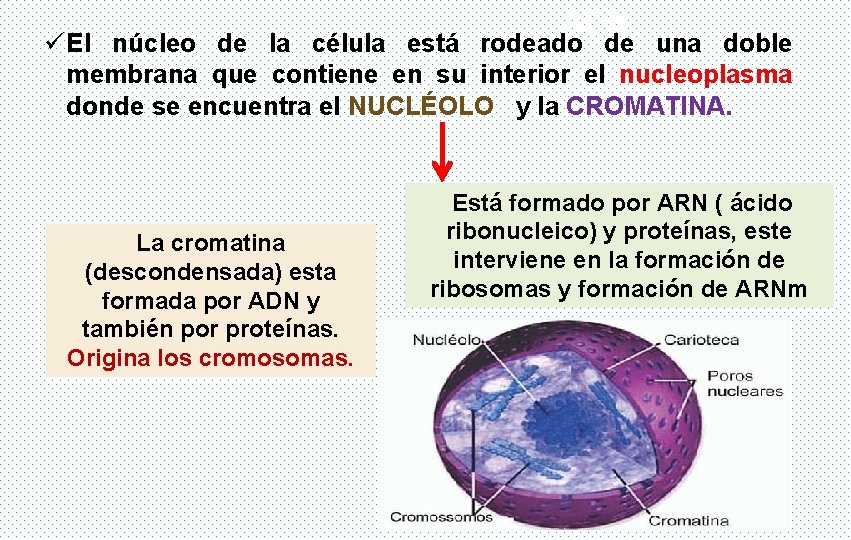 ADN ü El núcleo de la célula está rodeado de una doble membrana que