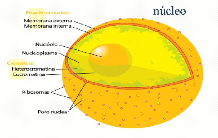 núcleo núcleo