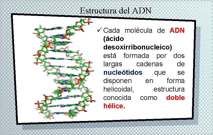 Estructura del ADN ü Cada molécula de ADN (ácido desoxirribonucleico) está formada por dos