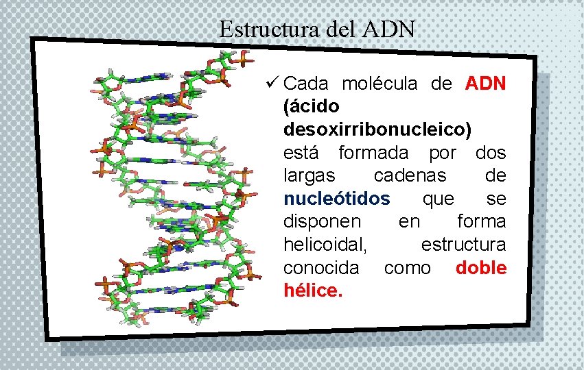 Estructura del ADN ü Cada molécula de ADN (ácido desoxirribonucleico) está formada por dos Estructura del ADN ü Cada molécula de ADN (ácido desoxirribonucleico) está formada por dos
