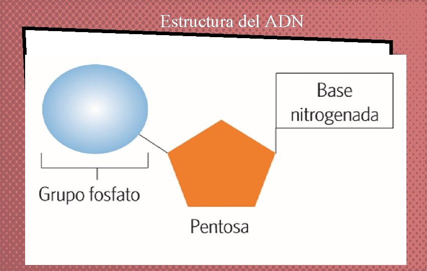 Estructura del ADN ü En las cadenas de ADN, la unidad estructural o monómero