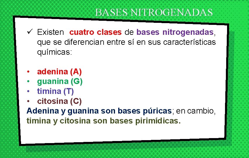 BASES NITROGENADAS ü Existen cuatro clases de bases nitrogenadas, que se diferencian entre sí