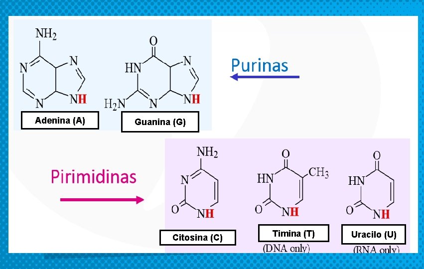 Bases Nitrogenadas Adenina (A) Guanina (G) Citosina (C) Timina (T) Uracilo (U) 