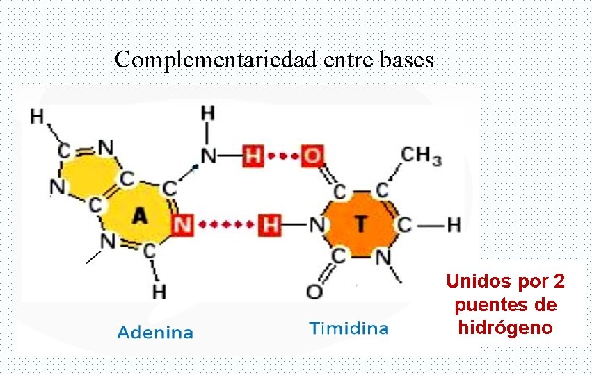 Complementariedad entre bases Unidos por 2 puentes de hidrógeno 