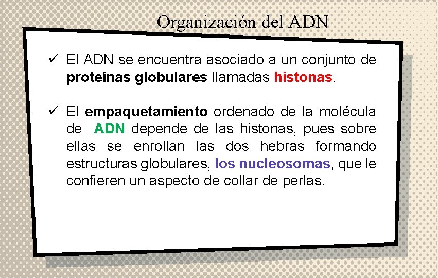 Organización del ADN ü El ADN se encuentra asociado a un conjunto de proteínas