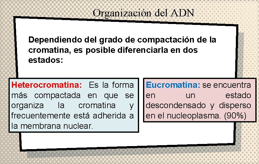 Organización del ADN Dependiendo del grado de compactación de la cromatina, es posible diferenciarla