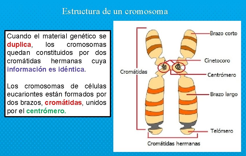 Estructura de un cromosoma Cuando el material genético se duplica, los cromosomas quedan constituidos