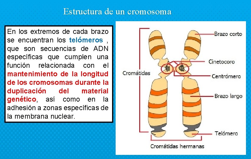 Estructura de un cromosoma En los extremos de cada brazo se encuentran los telómeros