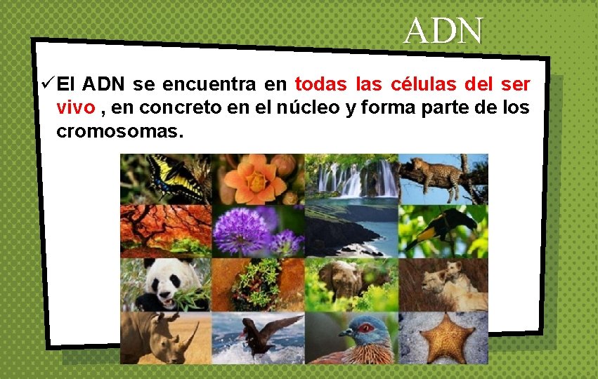 ADN üEl ADN se encuentra en todas las células del ser vivo , en