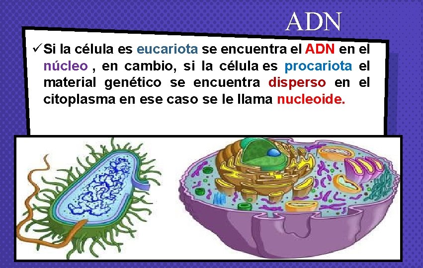 ADN üSi la célula es eucariota se encuentra el ADN en el núcleo ,