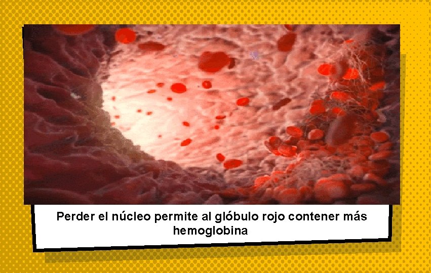 Perder el núcleo permite al glóbulo rojo contener más hemoglobina 