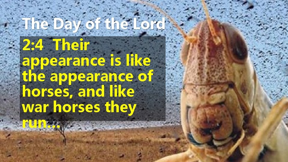 The Day of the Lord 2: 4 Their appearance is like the appearance of